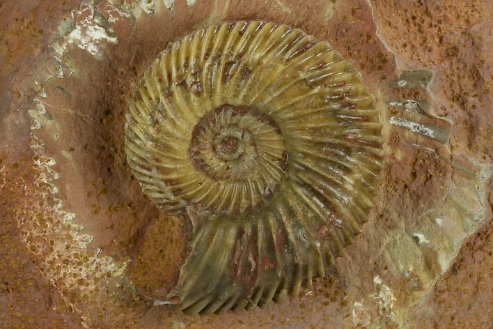 Jurassic Ammonite (Parkinsonia) Fossil - Sengenthal, Germany #129413